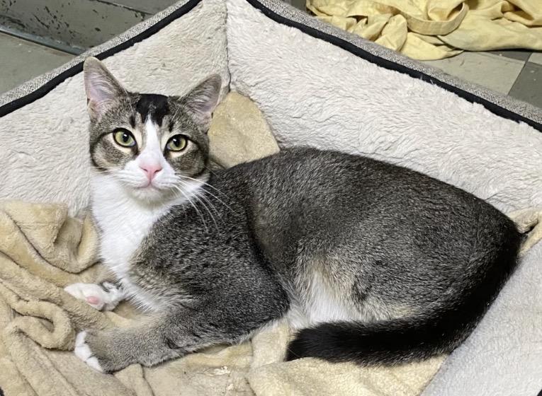 Mookie (very friendly), a Adoptable Domestic Short Hair in Los Angeles, CA image 3/3