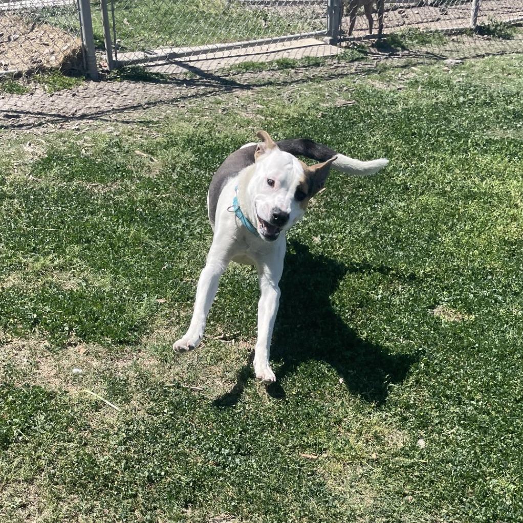 Lateef, Adoptable, Adult Male Pit Bull Terrier.