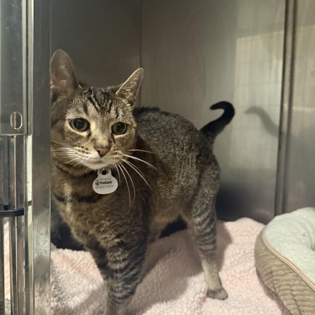 Ari, Adoptable, Senior Female Domestic Short Hair.