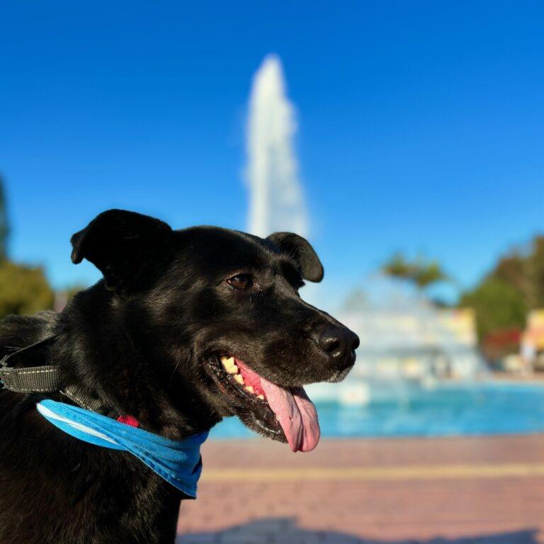 Osa, Adoptable, Senior Female Shepherd.