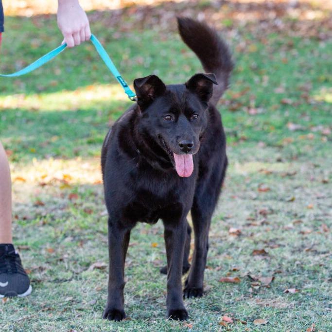 Osa, a Adoptable Shepherd in San Diego, CA image 2/6