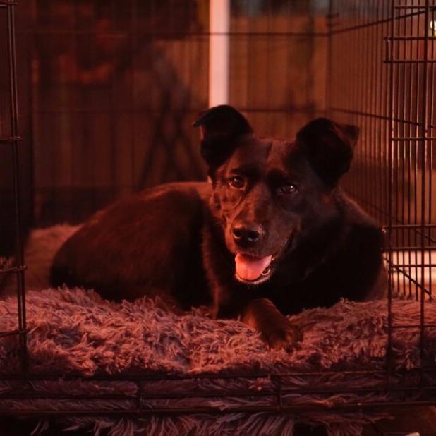 Osa, a Adoptable Shepherd in San Diego, CA image 3/6