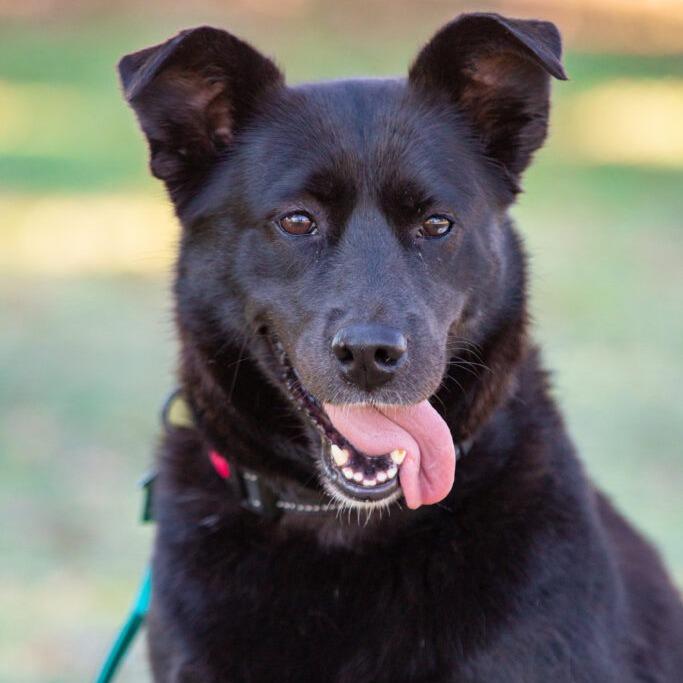 Osa, a Adoptable Shepherd in San Diego, CA image 4/6