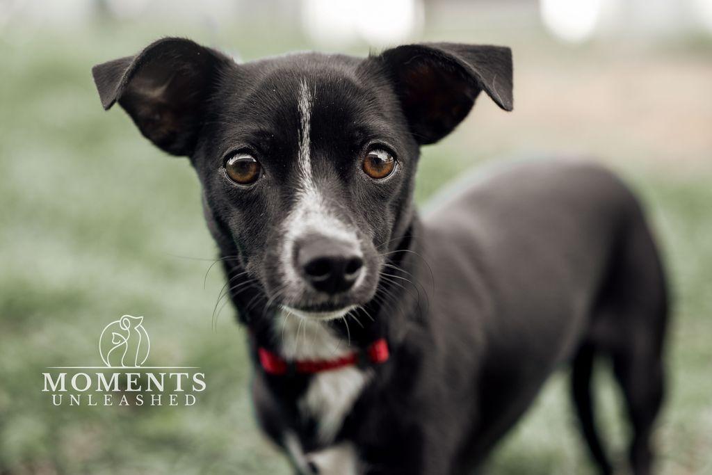 Enlarge Bloom, an adopted mixed breed in Myakka City, FL image 2/4