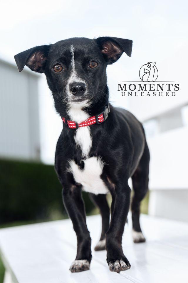 Enlarge Bloom, an adopted mixed breed in Myakka City, FL image 4/4