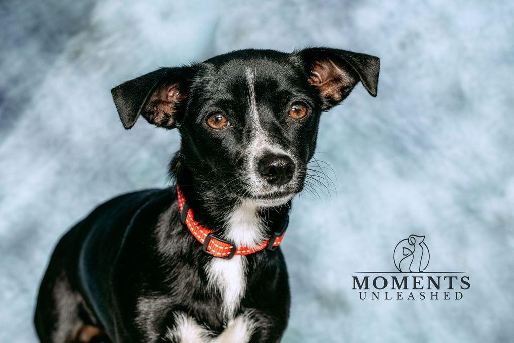 Enlarge Bloom, an adopted mixed breed in Myakka City, FL image 3/4