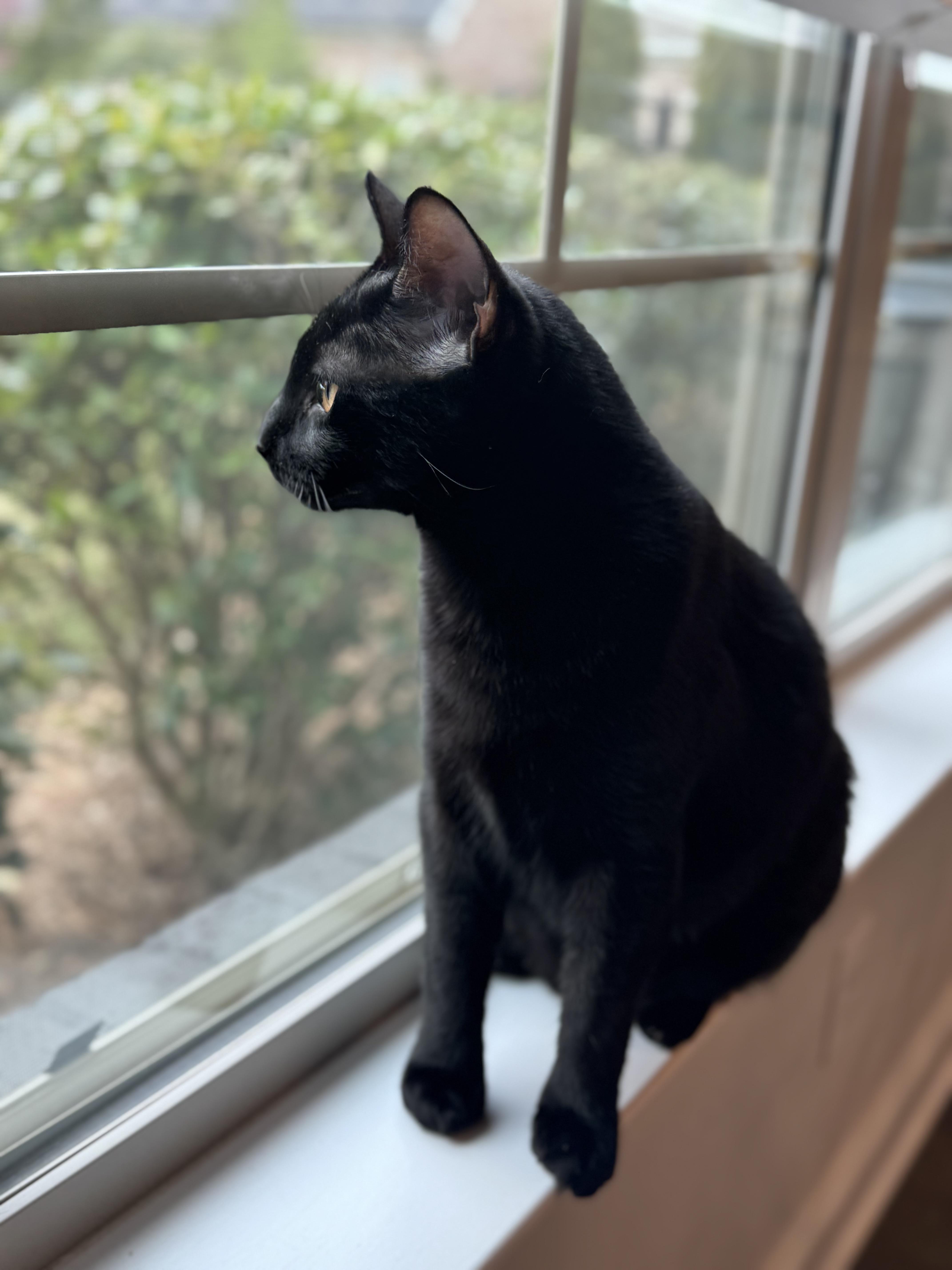Salem 3