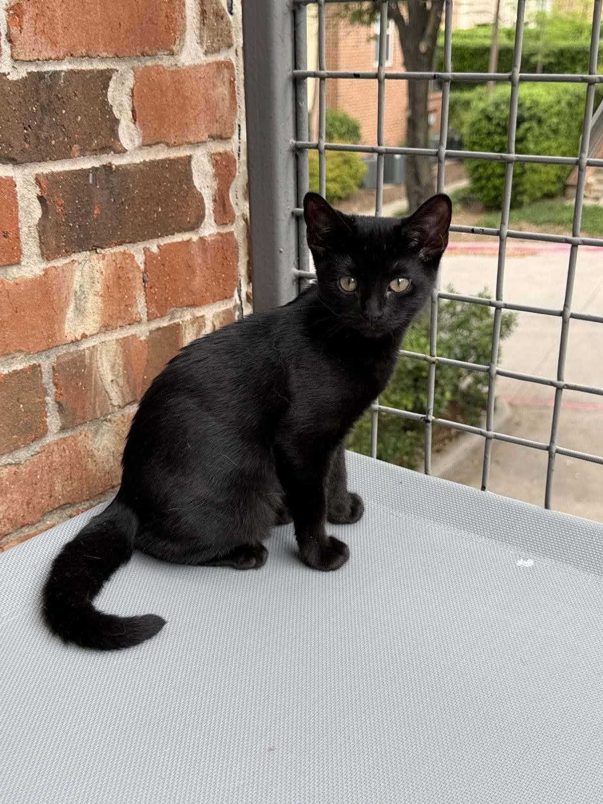 Enlarge Charlie, a Adoptable Domestic Short Hair in Fort Worth, TX image 1/3