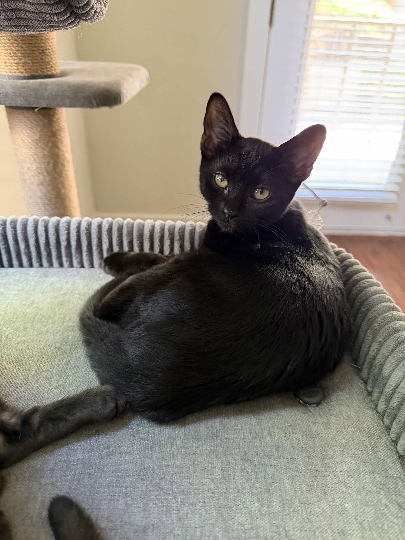 Charlie, Adoptable, Kitten Female Domestic Short Hair.