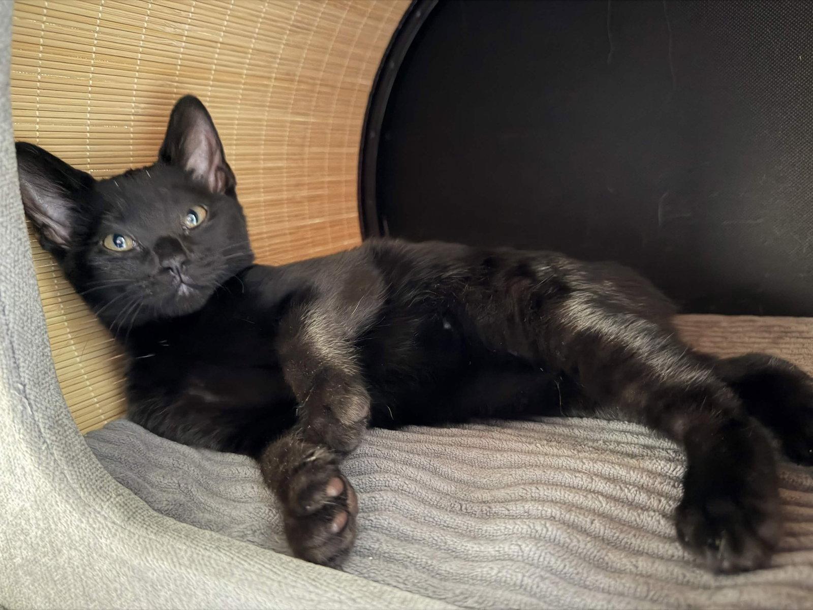 Enlarge Charlie, a Adoptable Domestic Short Hair in Fort Worth, TX image 3/3