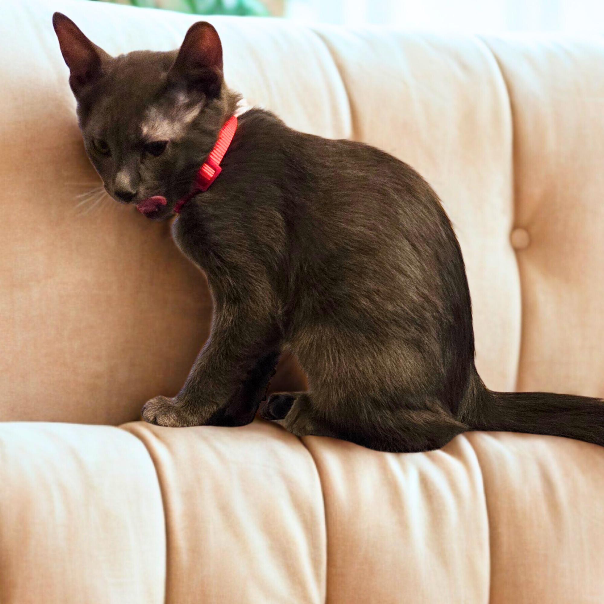 Enlarge Blossom, a ADOPTABLE Domestic Short Hair in Dallas, TX image 1/1