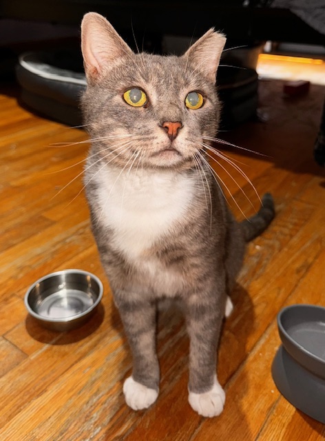 Louie, a Adoptable Domestic Short Hair in Greenwich, CT image 5/6