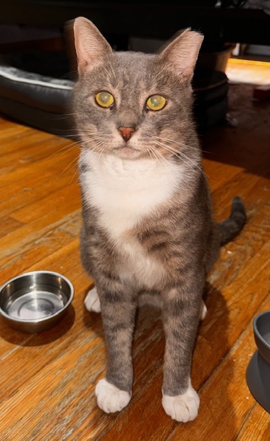 Louie, a Adoptable Domestic Short Hair in Greenwich, CT image 3/6