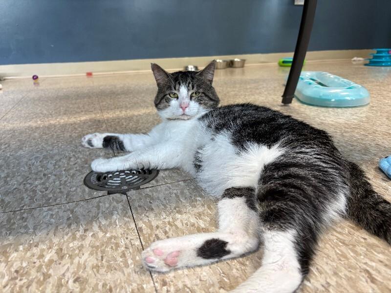 Deet, Adoptable, Adult Male Domestic Short Hair.