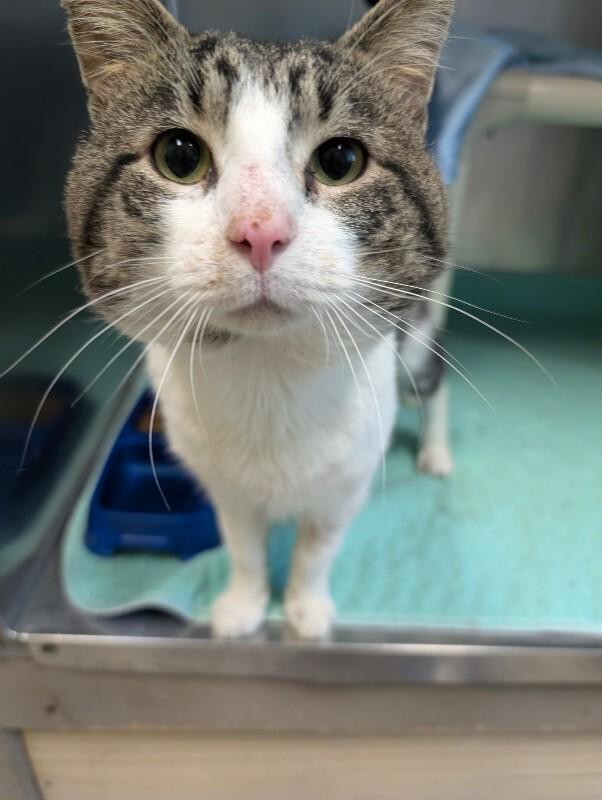 Deet, Adoptable, Adult Male Domestic Short Hair.