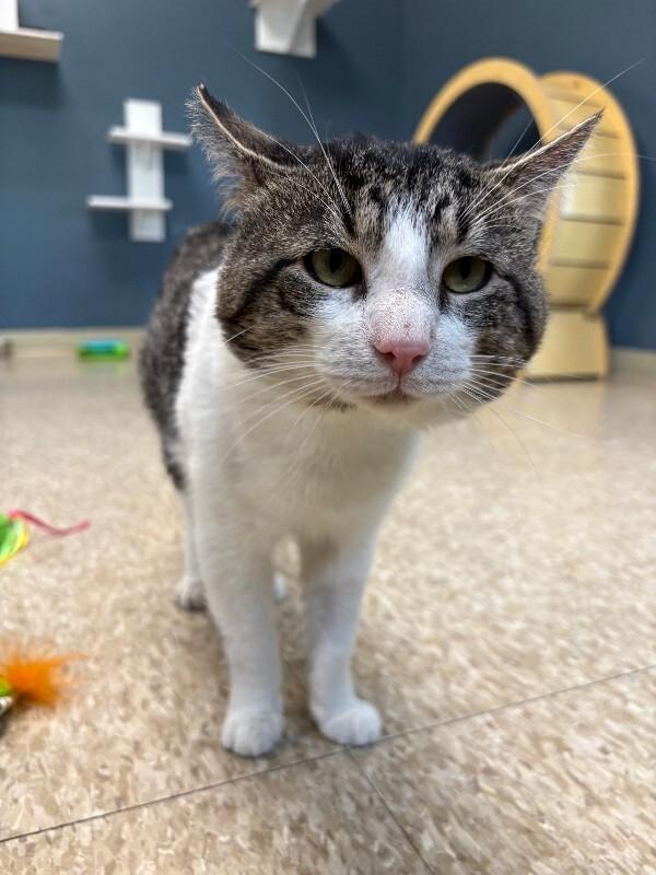 Deet, a Adoptable Domestic Short Hair in Warren, PA image 3/4