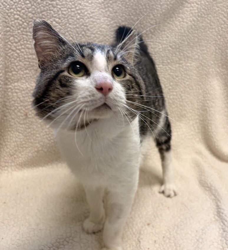 Deet, a Adoptable Domestic Short Hair in Warren, PA image 2/2