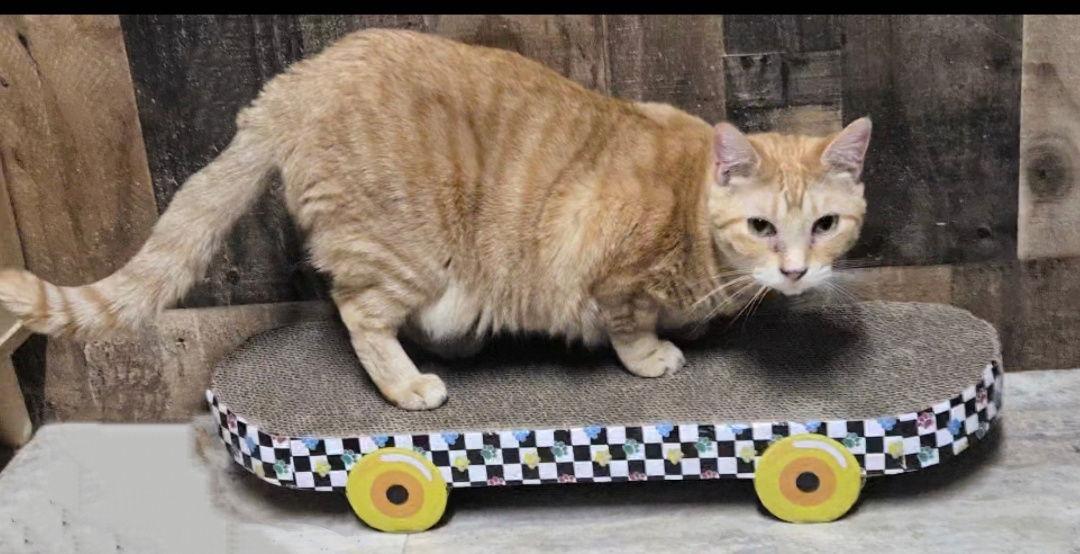 BLOSSOM RUSSO, Adoptable, Adult Female Domestic Short Hair & Tabby.