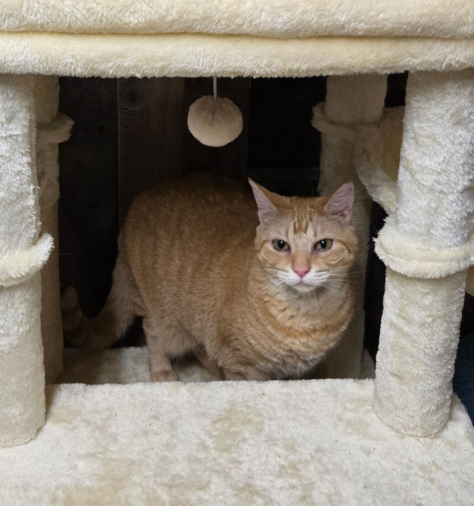 Enlarge BLOSSOM RUSSO, a Adoptable mixed breed in Elgin, IL image 2/3