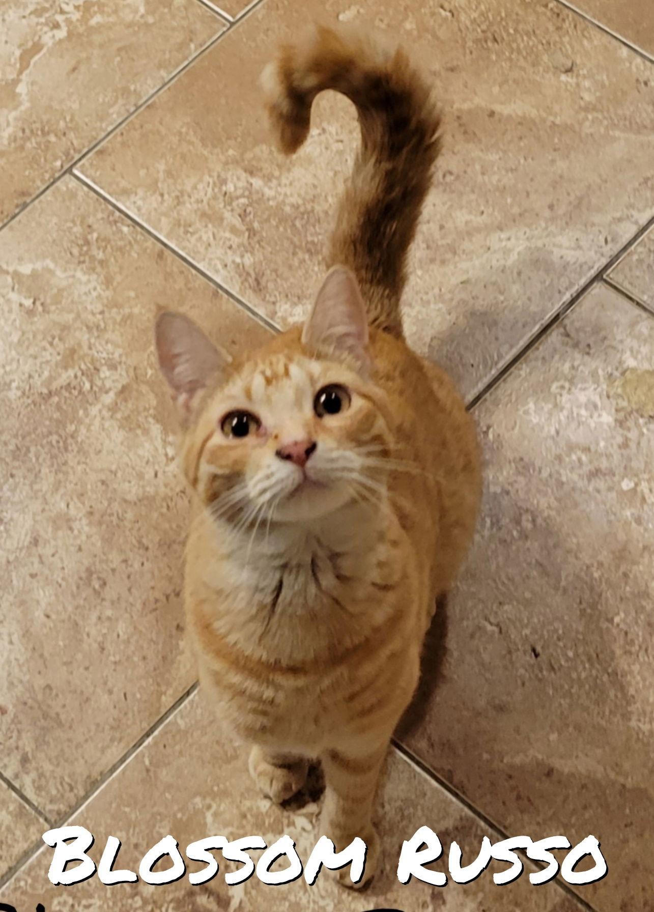 Enlarge BLOSSOM RUSSO, a Adoptable mixed breed in Elgin, IL image 2/3