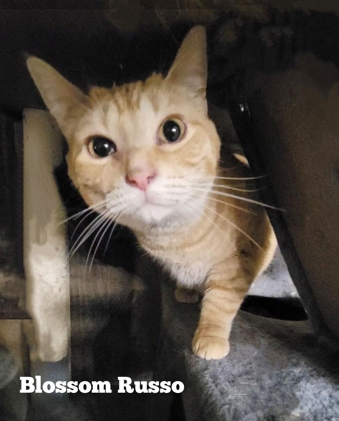 Enlarge BLOSSOM RUSSO, a Adoptable mixed breed in Elgin, IL image 3/3