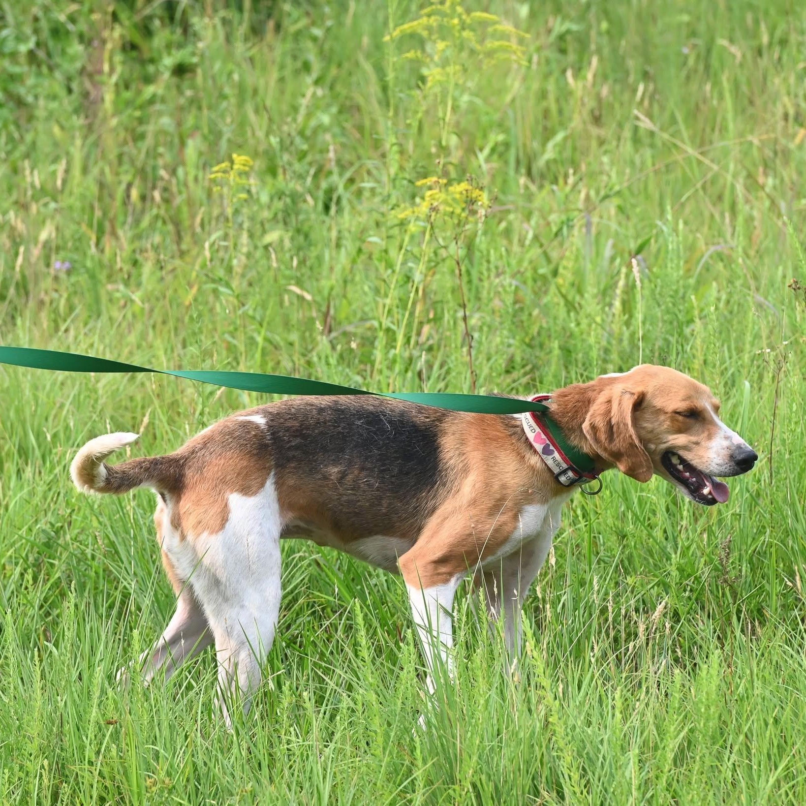 Ella, a ADOPTABLE mixed breed in Cumberland , VA image 4/5