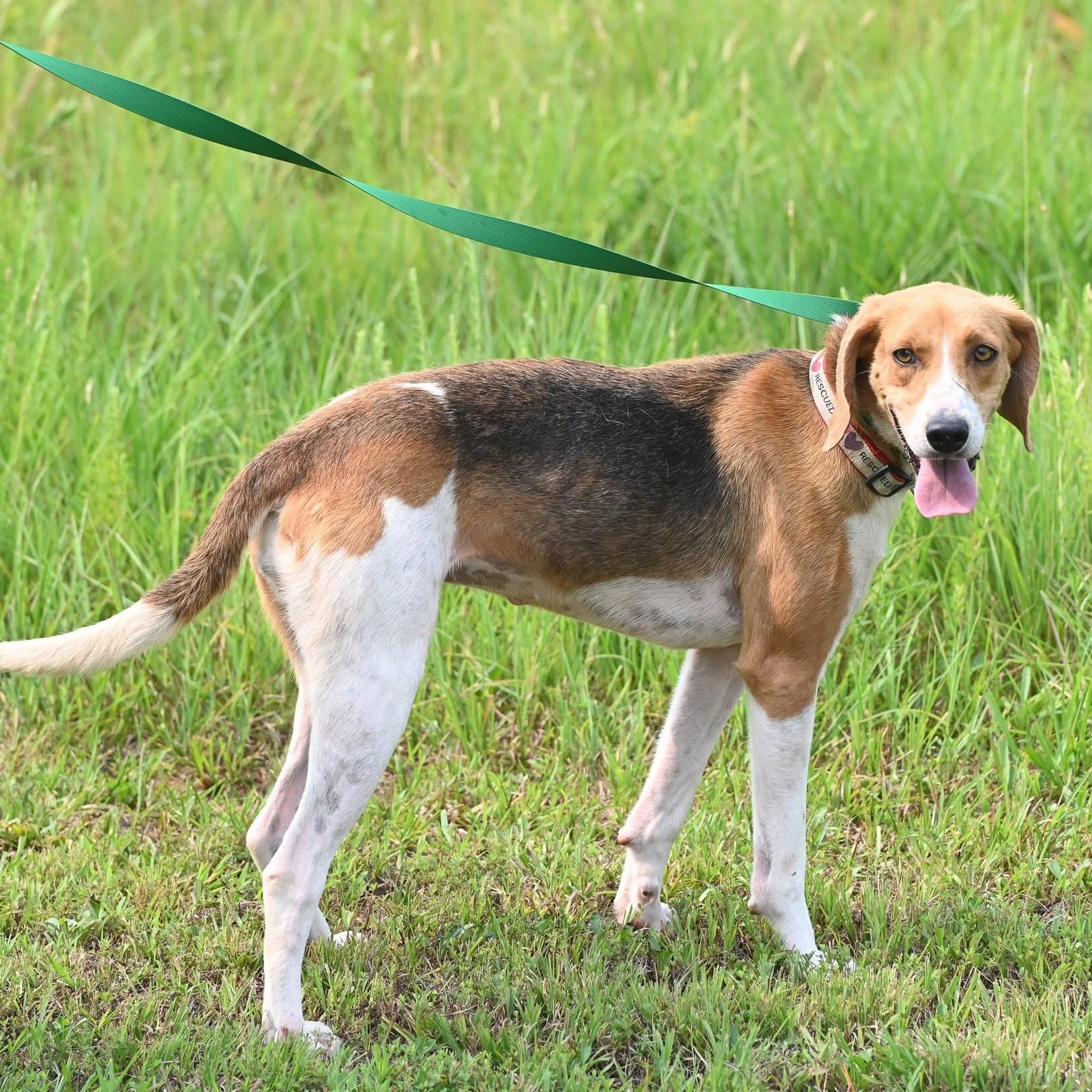 Ella, a ADOPTABLE mixed breed in Cumberland , VA image 5/5