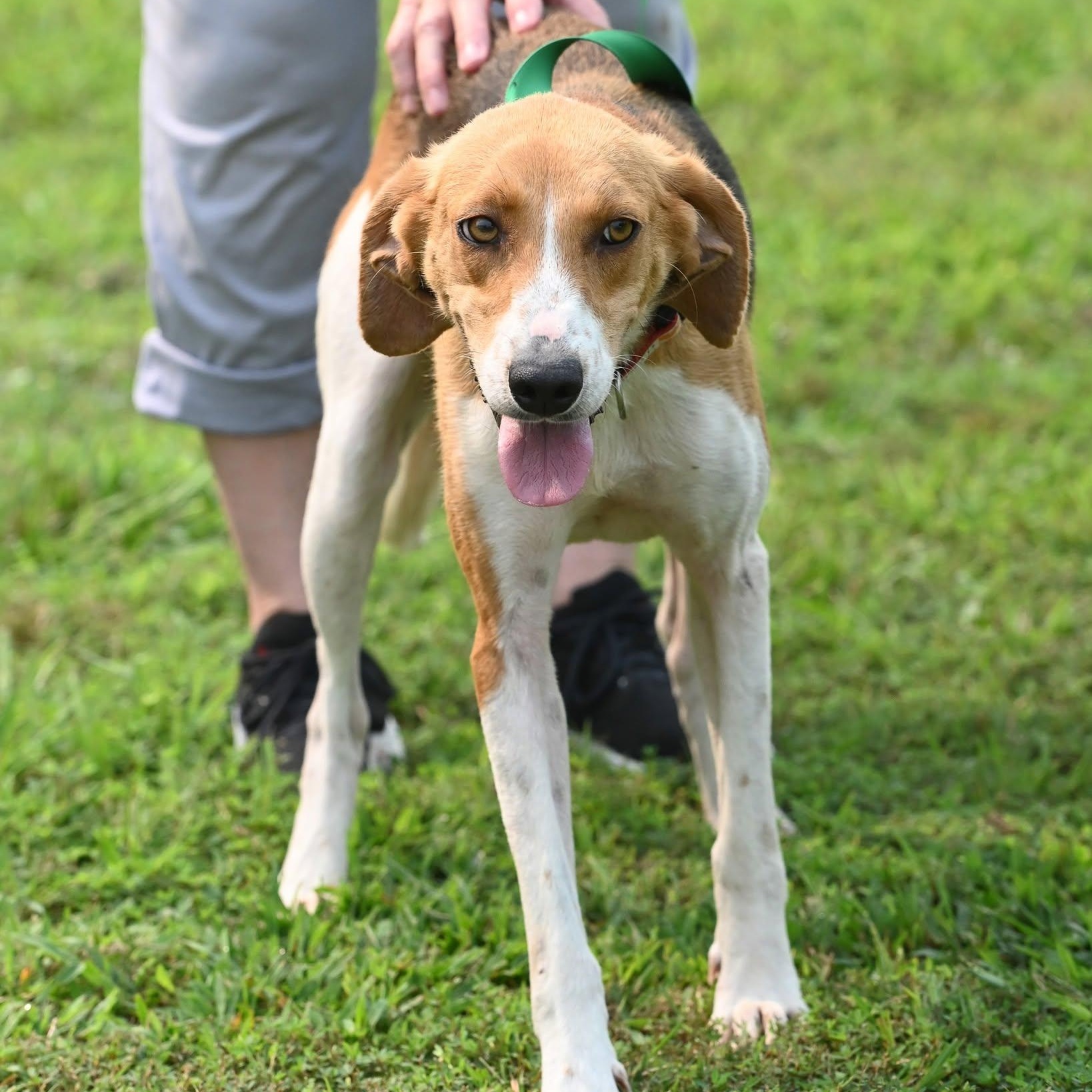 Ella, a ADOPTABLE mixed breed in Cumberland , VA image 3/5
