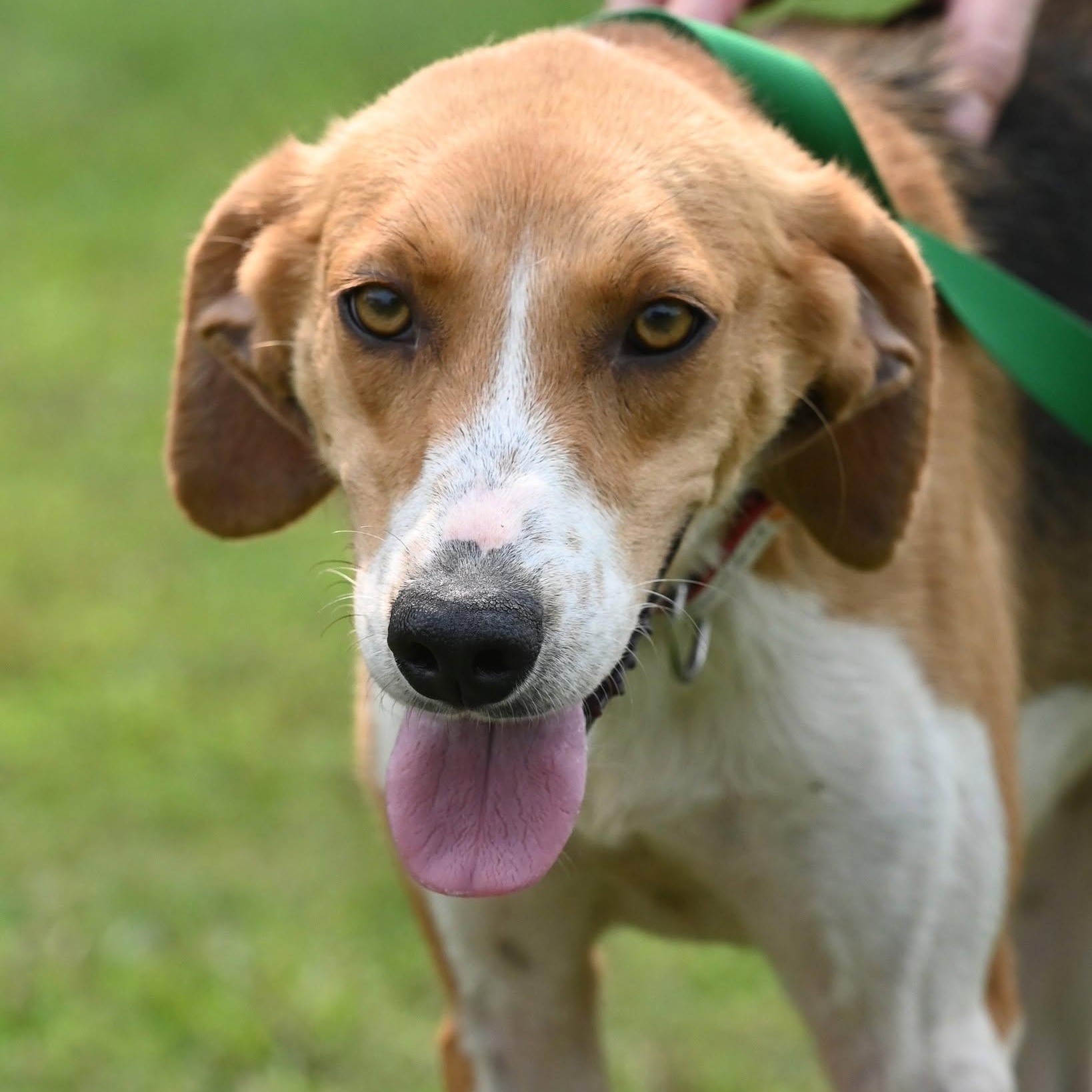 Ella, a ADOPTABLE mixed breed in Cumberland , VA image 2/5