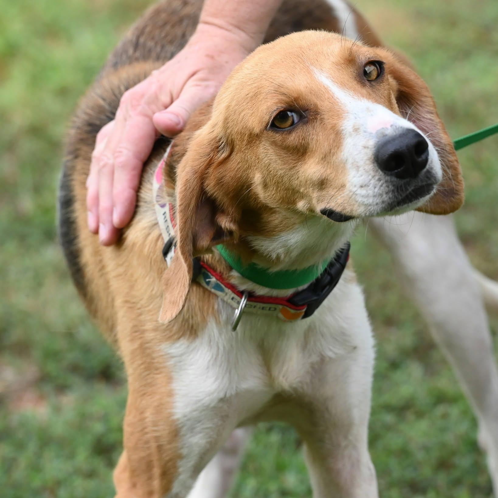 Ella, ADOPTABLE, Young Female American Foxhound & Hound.