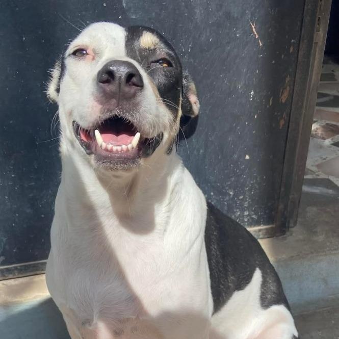 Enlarge Nova, a Adoptable mixed breed in Corral del Risco, NAY image 1/4