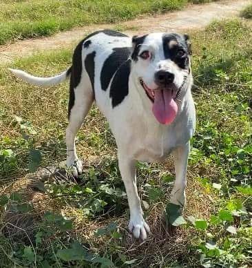 Enlarge Nova, a Adoptable mixed breed in Corral del Risco, NAY image 3/4