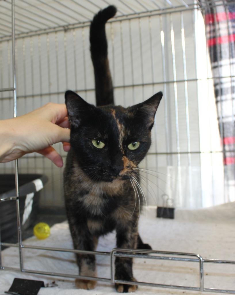 Enlarge Mama Rosie, a Adoptable mixed breed in Saint James, MN image 1/3