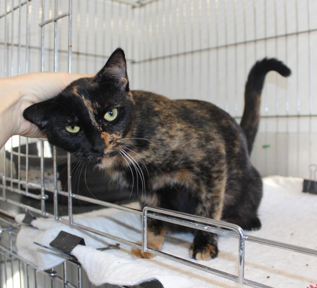 Enlarge Mama Rosie, a Adoptable mixed breed in Saint James, MN image 2/3