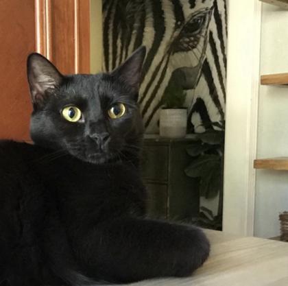 Enlarge Arizona 2yr+, a Adoptable Domestic Short Hair in Fort Worth, TX image 1/3