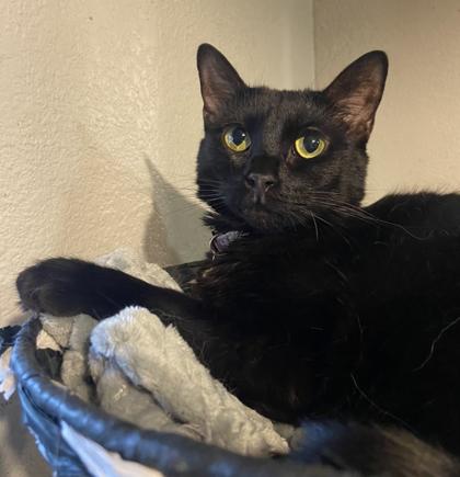 Arizona 2yr+, Adoptable, Adult Female Domestic Short Hair.