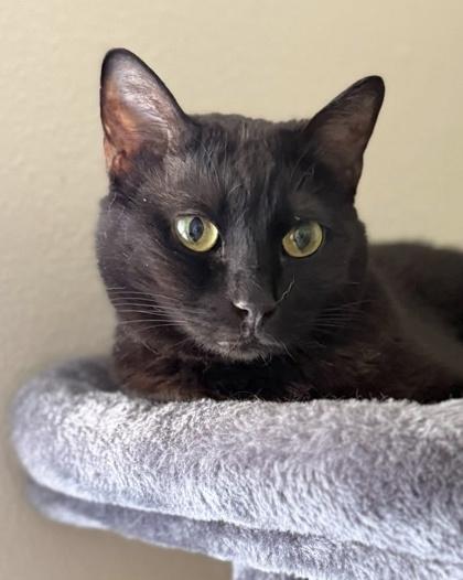 Arizona 2yr+, a Adoptable Domestic Short Hair in Fort Worth, TX image 2/3