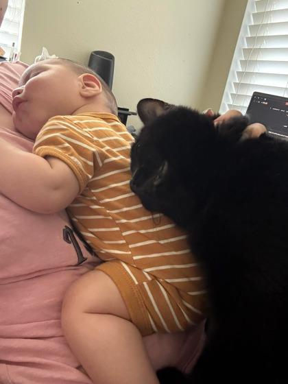 Arizona 2yr+, a Adoptable Domestic Short Hair in Fort Worth, TX image 3/3