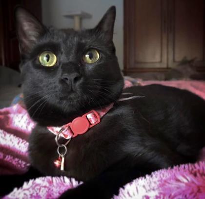 Enlarge Arizona 2yr+, a Adoptable Domestic Short Hair in Fort Worth, TX image 3/3