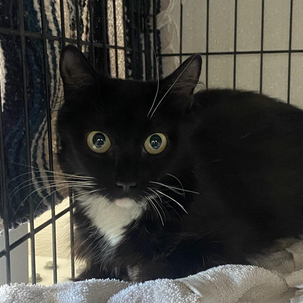 Enlarge Chamoy, a Adoptable Domestic Medium Hair in Rifle, CO image 1/1