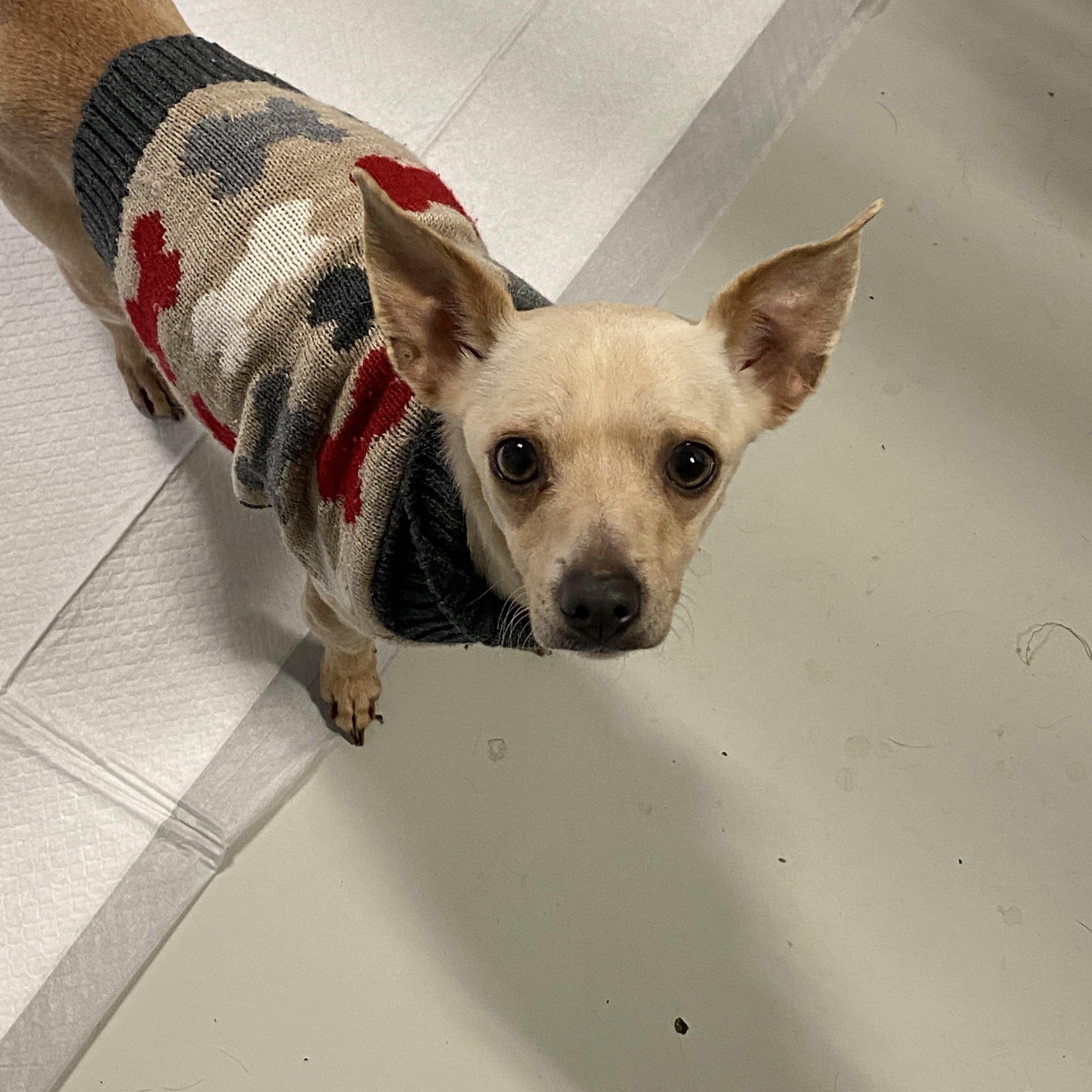 Enlarge Lady Bella, a ADOPTABLE Chihuahua in Hartford, KY image 4/4