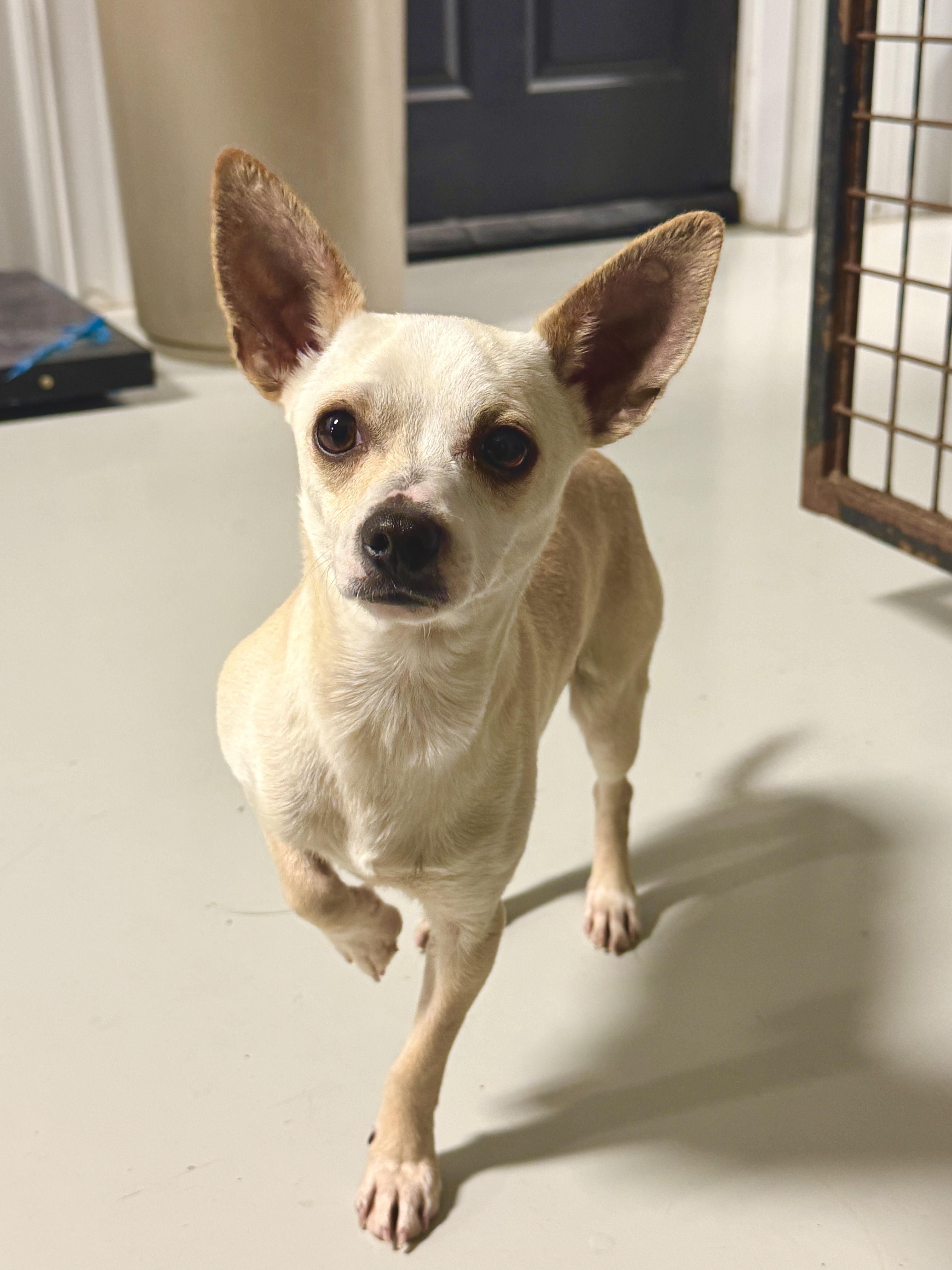 Enlarge Lady Bella, a ADOPTABLE Chihuahua in Hartford, KY image 1/4