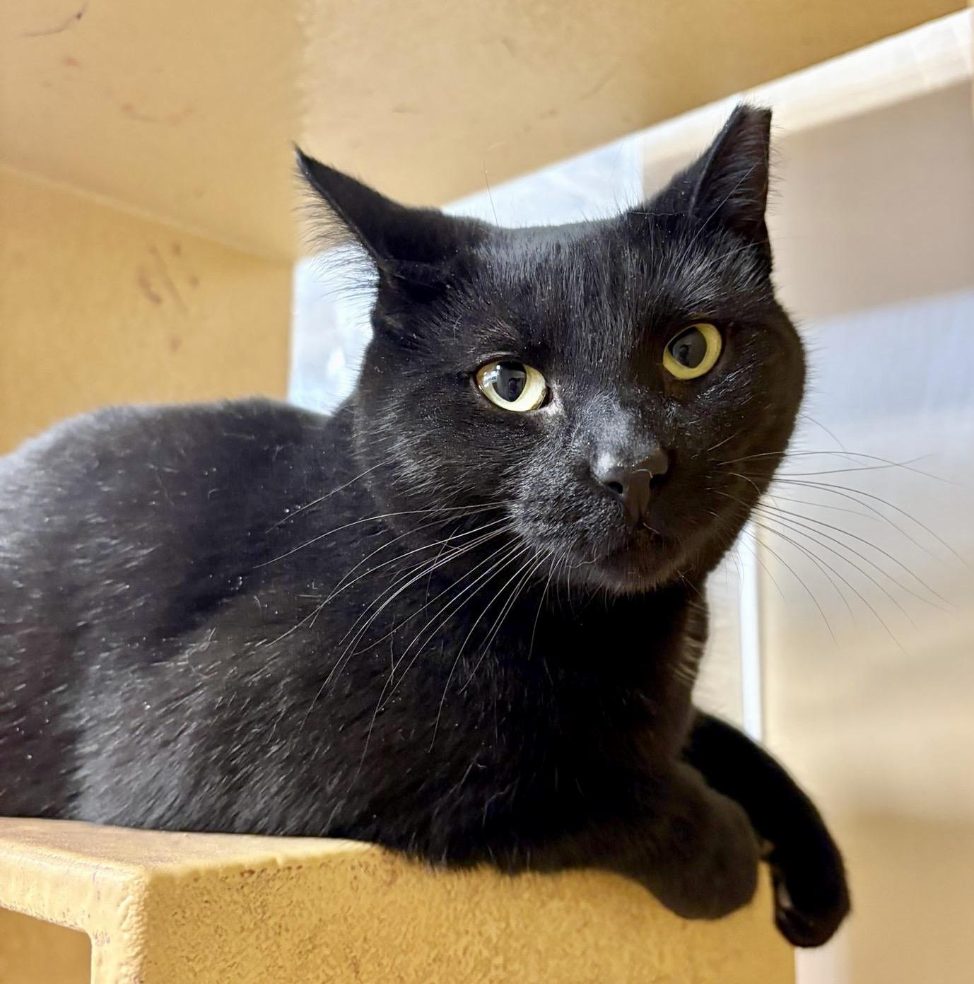 Enlarge Samantha (bonded with Sully), a ADOPTABLE Domestic Short Hair in Brampton, ON image 3/6