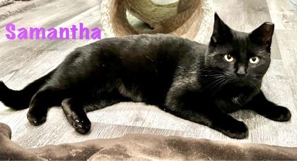 Samantha (bonded with Sully), a ADOPTABLE Domestic Short Hair in Brampton, ON image 4/6