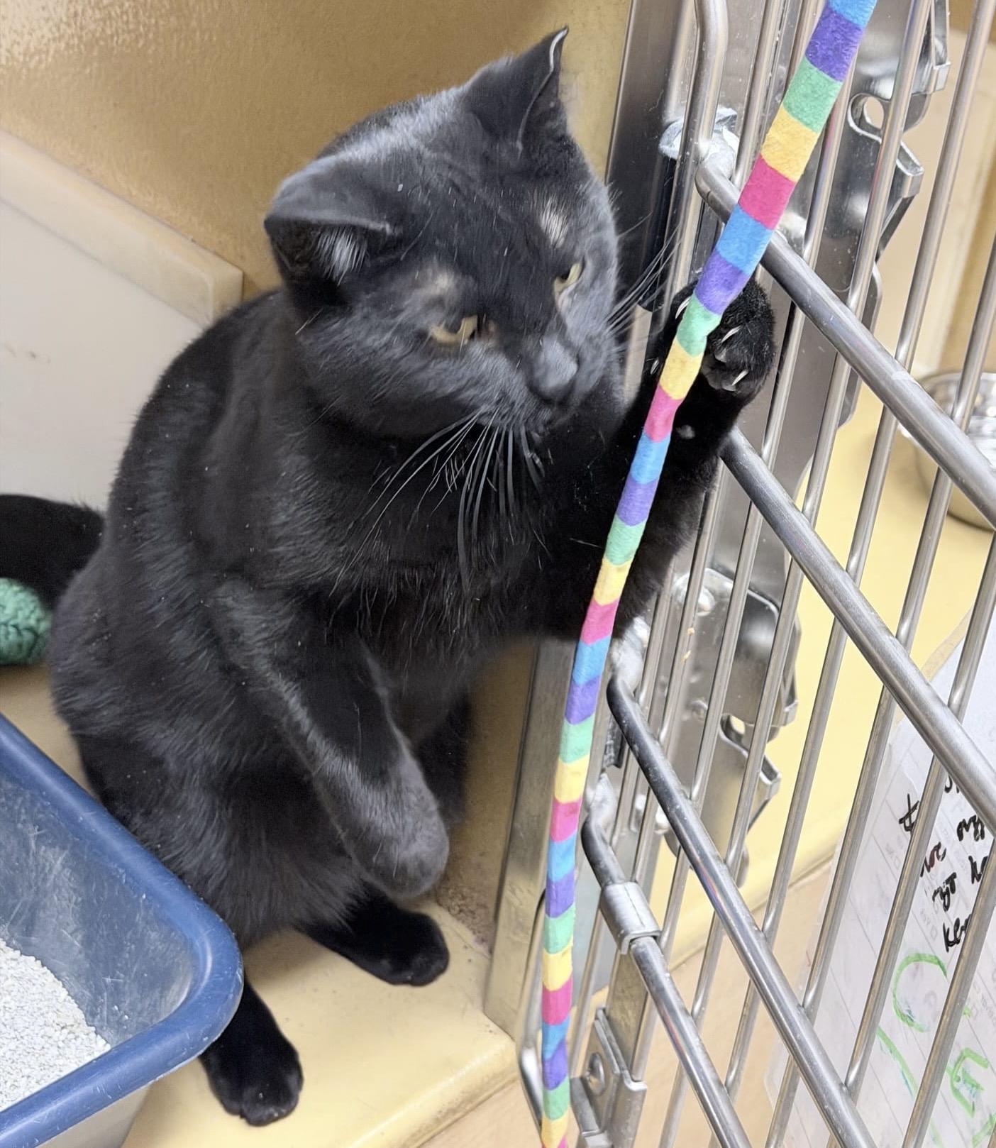Enlarge Samantha (bonded with Sully), a ADOPTABLE Domestic Short Hair in Brampton, ON image 4/6