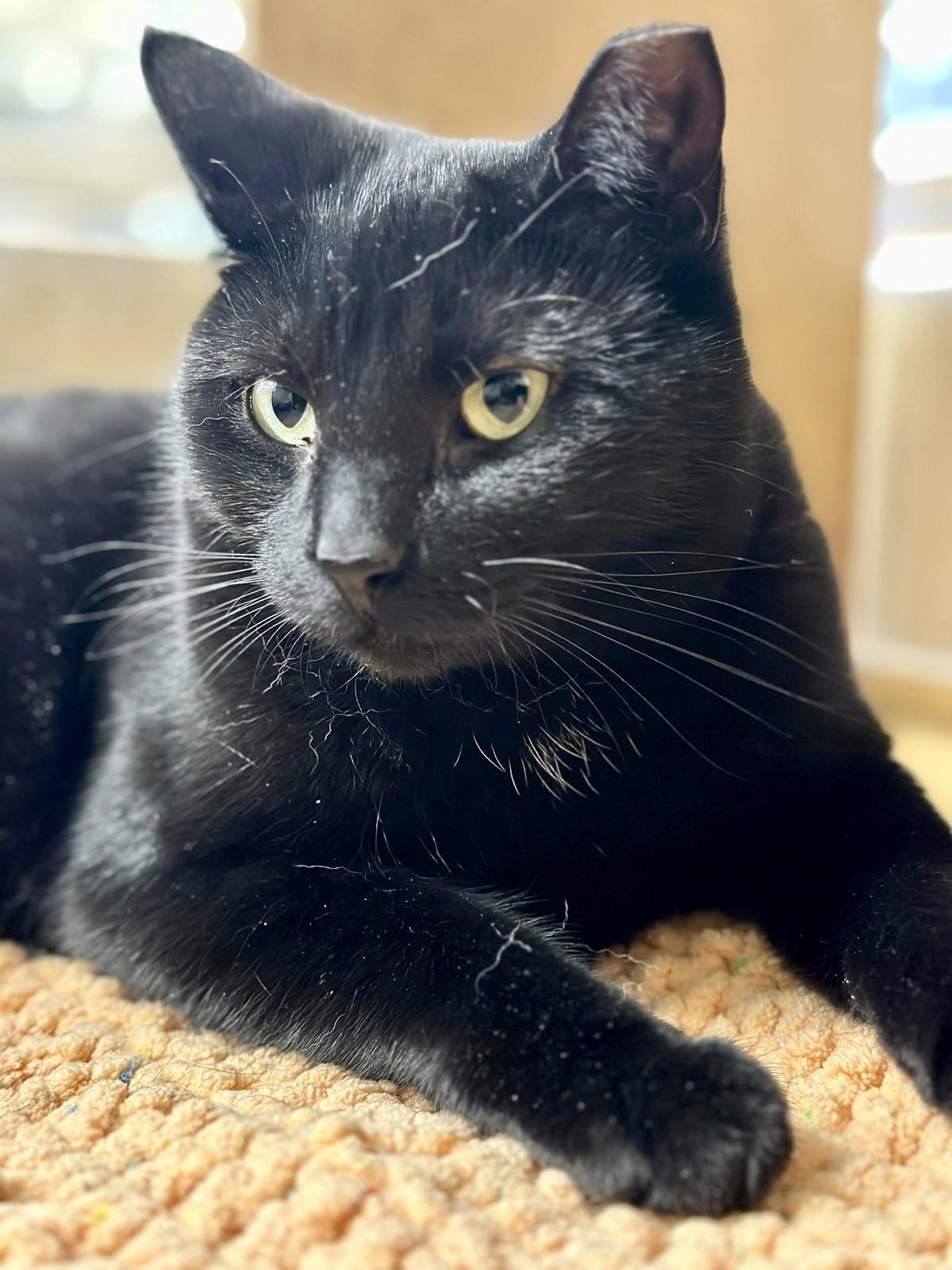 Enlarge Samantha (bonded with Sully), a ADOPTABLE Domestic Short Hair in Brampton, ON image 2/6