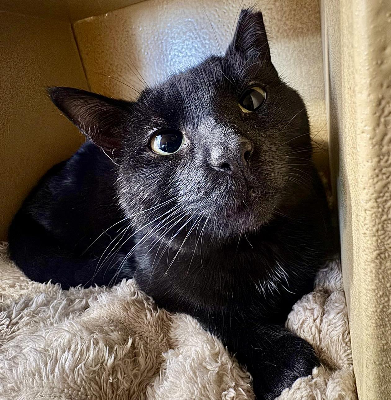 Samantha (bonded with Sully), a ADOPTABLE Domestic Short Hair in Brampton, ON image 3/6