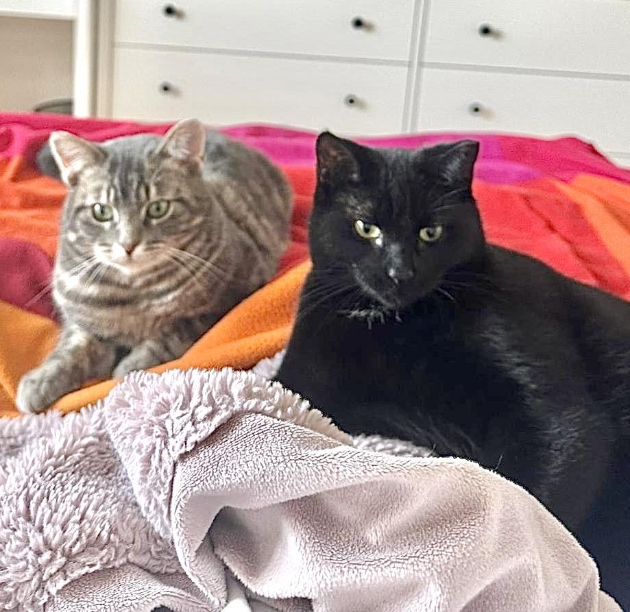 Samantha (bonded with Sully), a ADOPTABLE Domestic Short Hair in Brampton, ON image 5/6