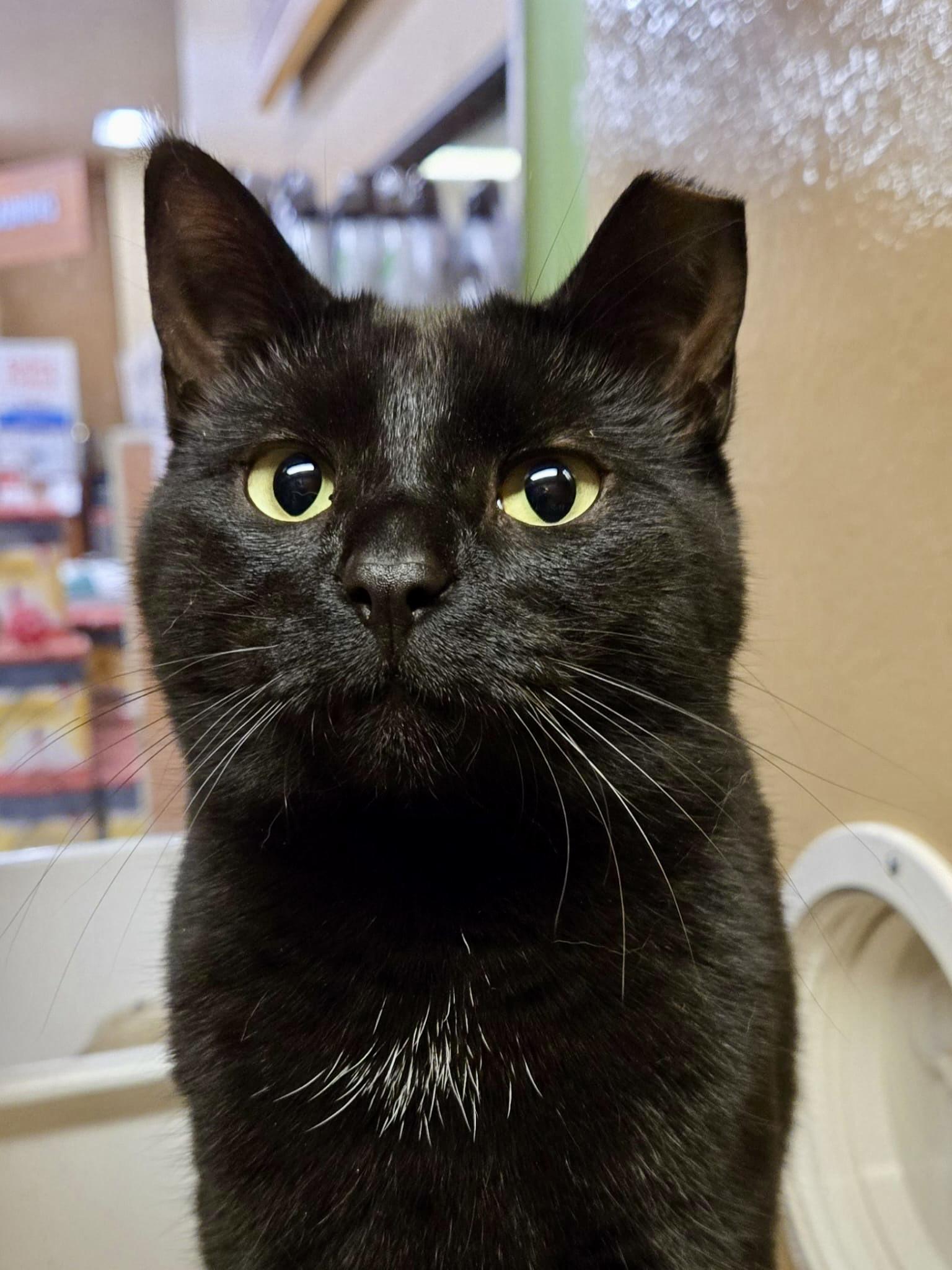 Enlarge Samantha (bonded with Sully), a ADOPTABLE Domestic Short Hair in Toronto, ON image 1/6