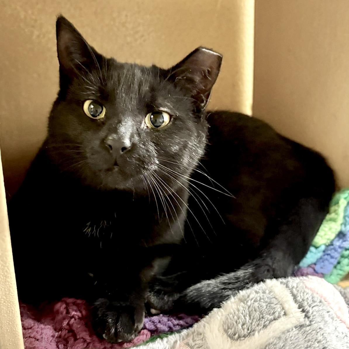 Samantha (bonded with Sully), a ADOPTABLE Domestic Short Hair in Brampton, ON image 2/6